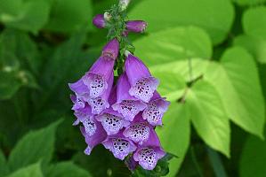 2025-06219103 Tower Hill Botanic Garden, MA